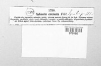 Sphaeria circinata image